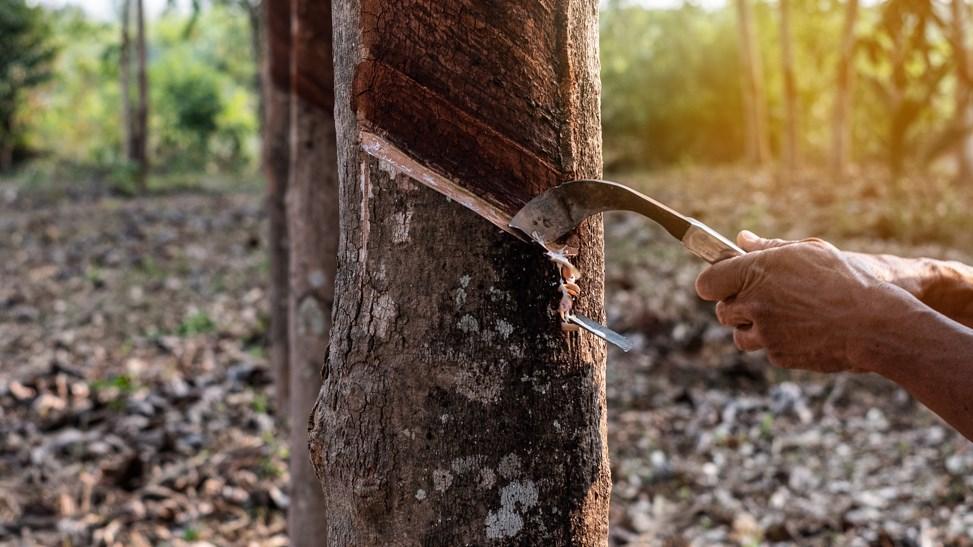 Portrait of a male gardener tapping latex from a rubber tree from Thailand.