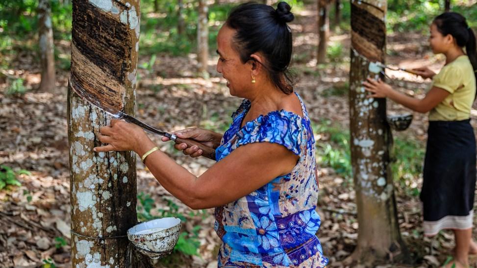 Laotian woman collecting a latex from a rubber tree in Northern Laos.